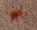 Trombidium_holosericeum_D8279_Z_89_Les Gris_Frankrijk